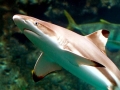 Blacktip Reef Shark