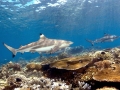 Blacktip Reef Shark