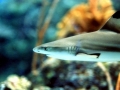 Blacktip Reef Shark