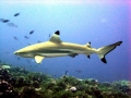 Blacktip Reef Shark