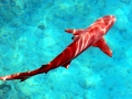Blacktip Reef Shark