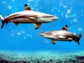 Blacktip Reef Shark