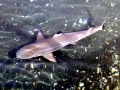 Blacktip Reef Shark
