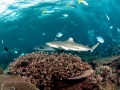 Blacktip Reef Shark