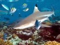 Blacktip Reef Shark
