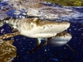 Blacktip Reef Shark