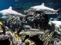 Blacktip Reef Shark