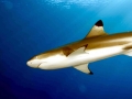 Blacktip Reef Shark