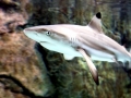 Blacktip Reef Shark