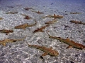 Blacktip Reef Shark