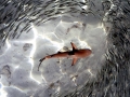Blacktip Reef Shark