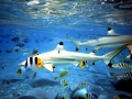 Blacktip Reef Shark