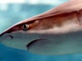Blacktip Reef Shark