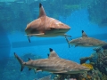 Blacktip Reef Shark