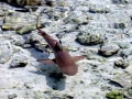 Blacktip Reef Shark
