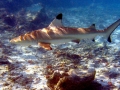 Blacktip Reef Shark