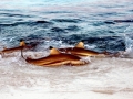 Blacktip Reef Shark