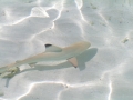 Blacktip Reef Shark