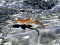 Blacktip Reef Shark
