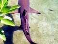 Blacktip Reef Shark