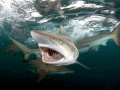 Blacktip Reef Shark