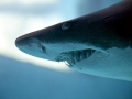 Blacktip Reef Shark
