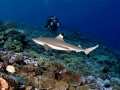 Blacktip Reef Shark