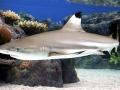 Blacktip Reef Shark