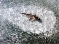 Blacktip Reef Shark