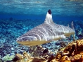 Blacktip Reef Shark