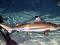 Blacktip Reef Shark