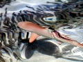 Blacktip Reef Shark