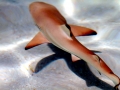 Blacktip Reef Shark