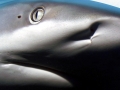 Blacktip Reef Shark