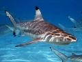 Blacktip Reef Shark