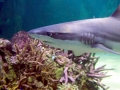 Blacktip Reef Shark