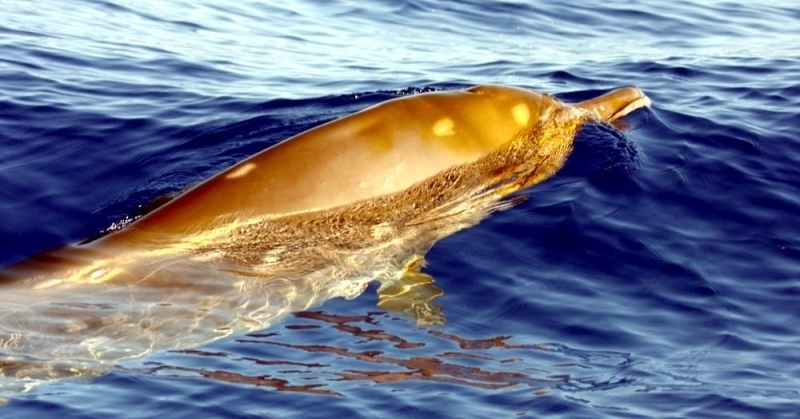 Blainville's Beaked Whale