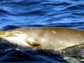 Blainville's Beaked Whale