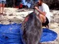 Blainville's Beaked Whale