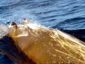 Blainville's Beaked Whale