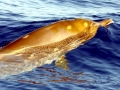 Blainville's Beaked Whale
