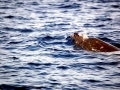 Blainville's Beaked Whale