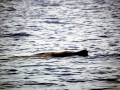 Blainville's Beaked Whale