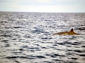 Blainville's Beaked Whale