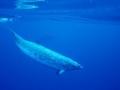 Blainville's Beaked Whale