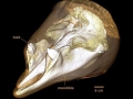 Blainville's Beaked Whale