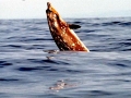 Blainville's Beaked Whale