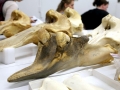 Blainville's Beaked Whale