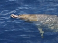 Blainville's Beaked Whale