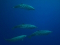 Blainville's Beaked Whale